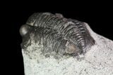 Bargain, Gerastos Trilobite Fossil - Morocco #69116-4